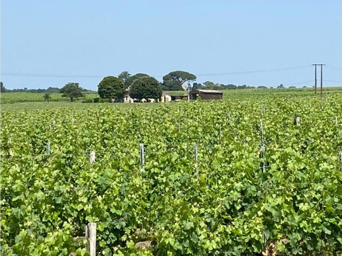 Montagne Saint-Émilion – Domaine viticole 8 Hectares, Maison, Hangar